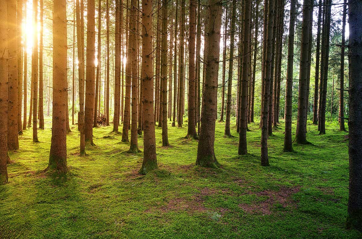 Ein Wald, in dem CO2 aus der Luft durch Photosynthese aufgenommen wird.